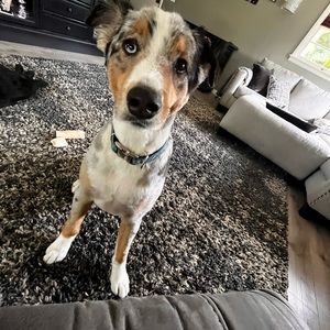 Meet your Posher, Stella